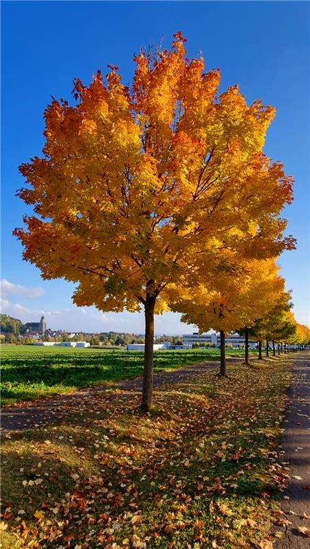 Goldener Herbst in Affstätt, festgehalten von Gabi Brenner.