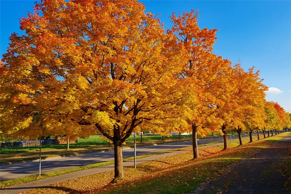 Goldener Herbst in Affstätt, festgehalten von Gabi Brenner.