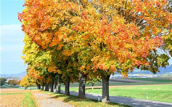 Goldener Oktober (gesehen bei Tailfingen) GB-Foto: Holom