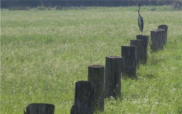 Graureiher hält Ausschau nach seinem Naturbad (gesehen in Gärtringen)GB-Foto: Bäuerle