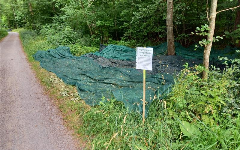 Grüne Netze liegen aktuell im Spitalwald und sammeln Vogelkirschen ein. GB-Fotos: gb