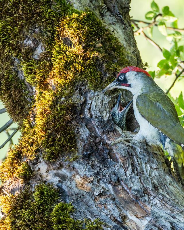 Grünspechtmännchen beim Füttern von Jungvogel an Bruthöhle.  Von Hans-Joachim Re...