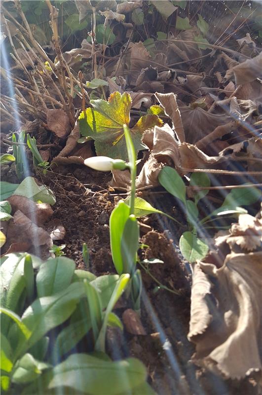 Gundula Kleinert aus Herrenberg hat in ihrem Garten das erste Schneeglöckchen im...