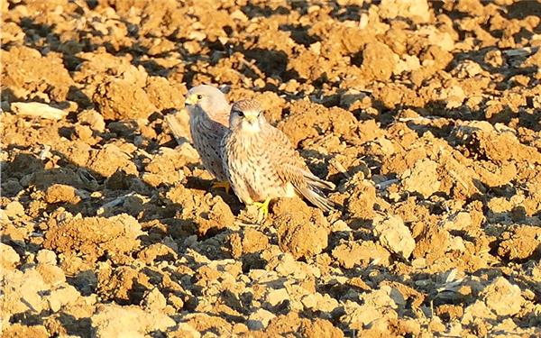 Gut getarnt (Diese beiden Vögel hat Patricia Castillo aus Affstätt fotografiert)