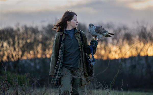 „H wie Habicht“: Film über eine ungewöhnliche FreundschaftGB-Foto: DCM/2025 Protagonist Hawk Limited, Saturnia