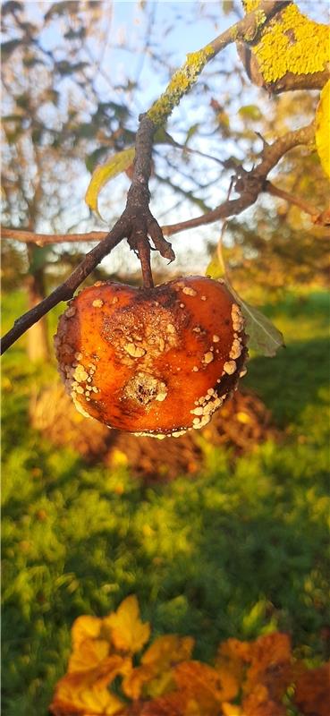 HERBST-Variationen... Von Lore Egeler aus Gäufelden.