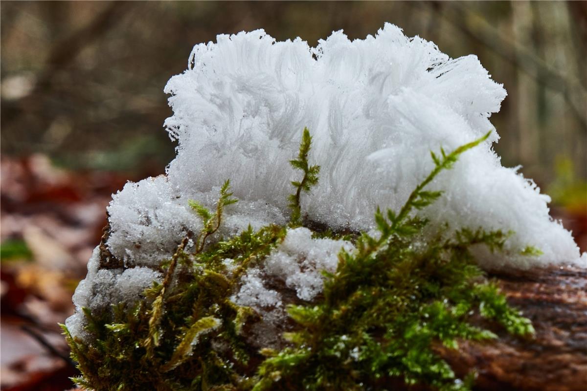 Haareis, ein seltenes Naturphänomen – Haareis, oder auch Eiswolle, tritt nur dan...