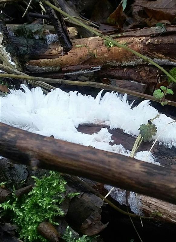 "Haareis - ein seltenes und bizarres Naturphänomen Wer an einem kalten, schneelo...