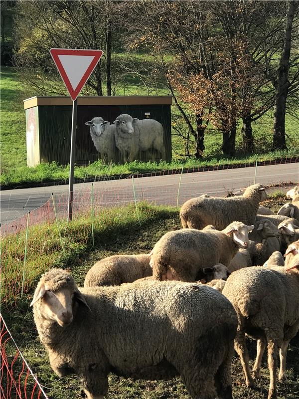 Habe heute auf dem Weg zur Arbeit die Models vom Trafohäuschen persönlich getrof...