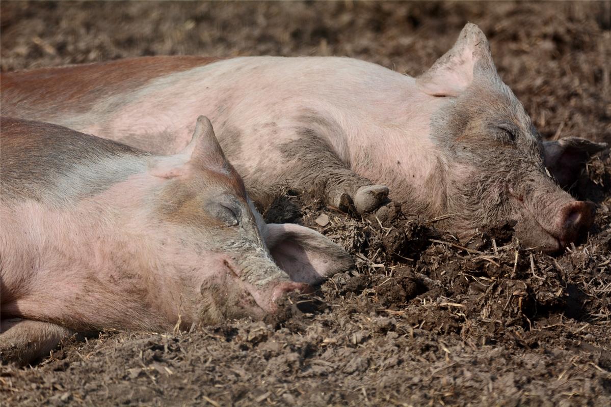 Haben die Schweine etwa die Frühjahrmüdigkeit? Von Eckbert Kaiser aus Hailfingen...