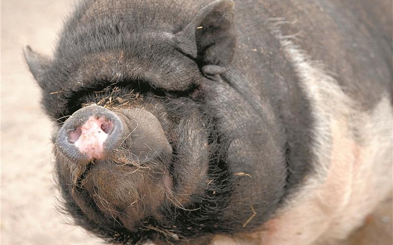 Zwei Hängebauchschweine offenbar ausgesetzt Hängebauchschweine wurden wohl in Böblingen ausgesetzt. GB-Foto (Symbolbild/Archiv): Schmidt