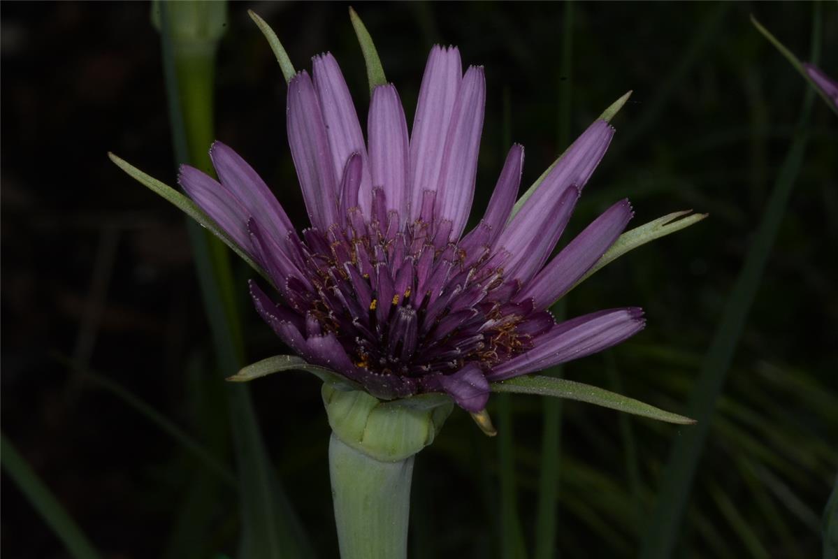 Haferwurzelblüte. Von Eckbert Kaiser aus Hailfingen. 