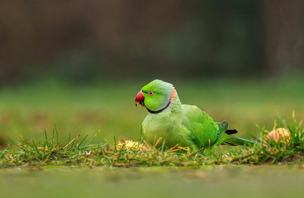 Halsbandsittich.  Von Natalie Politz aus Hildrizhausen.