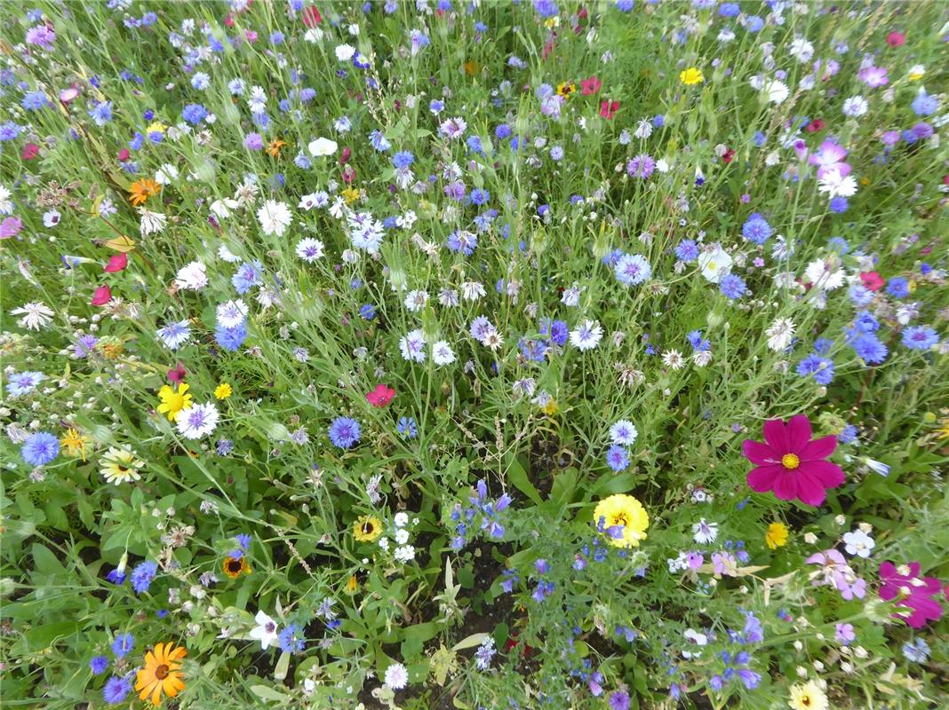 Hans-Joachim Borowy aus Rohrau findet: "Viel schöner kann eine Blumenwiese nicht...