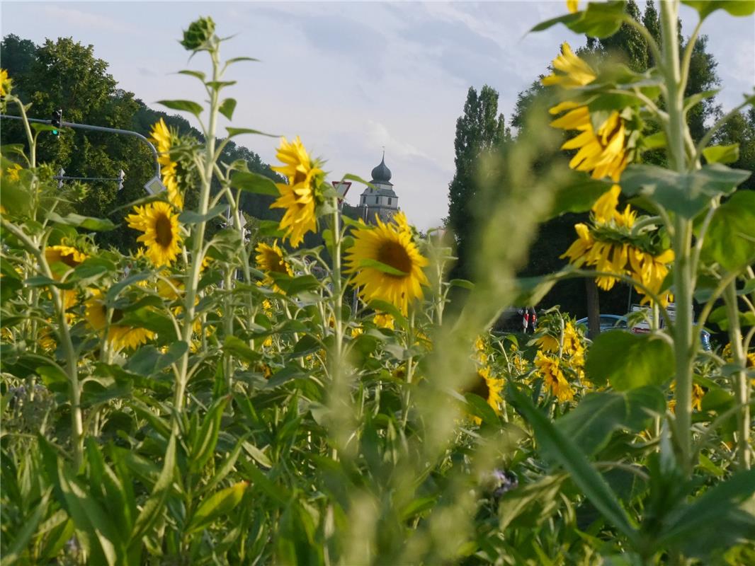 Hans Zinser aus Herrenberg erspäht "eine Zwiebel zwischen Sonnenblumen". 