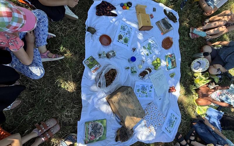 Haslach – Beim Juli-Termin des Projekts „Grünes Klassenzimmer“ des Obst- und Gartenbauvereins Haslach in Kooperation mit der örtlichen Grundschule standen die Themen Kleinsäuger und Jahreszeiten im Mittelpunkt. Die 22 Streuobstforscherinnen und -forscher lernten dabei Wissenswertes über heimische Kleinsäuger und die Veränderungen der Natur im Jahresverlauf. Neben den fachlichen Inhalten konnten die Kinder die Streuobstwiese erneut mit allen Sinnen entdecken und erleben. Natürlich wurde auch nach der Goldparmäne geschaut, die die Kinder im vergangenen Jahr selbst gepflanzt hatten. Die besondere Überraschung: Der junge Baum trägt bereits seinen ersten Apfel. Nun wartet nur noch eine kleine Herausforderung auf die Gruppe: Wie teilt man einen einzigen Apfel gerecht unter 22 Streuobstforschern auf? Der OGV Haslach freut sich über die anhaltende Begeisterung der Kinder. gb/GB-Foto: OGV Haslach