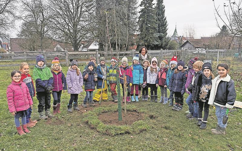 Haslacher Grundschüler pflanzen Goldparmäne