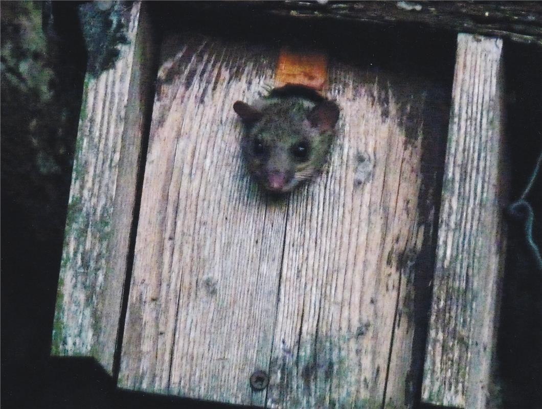 Hausbesetzung im Nebringer Wald. Festgehalten von Brita und Jürgen Bös.