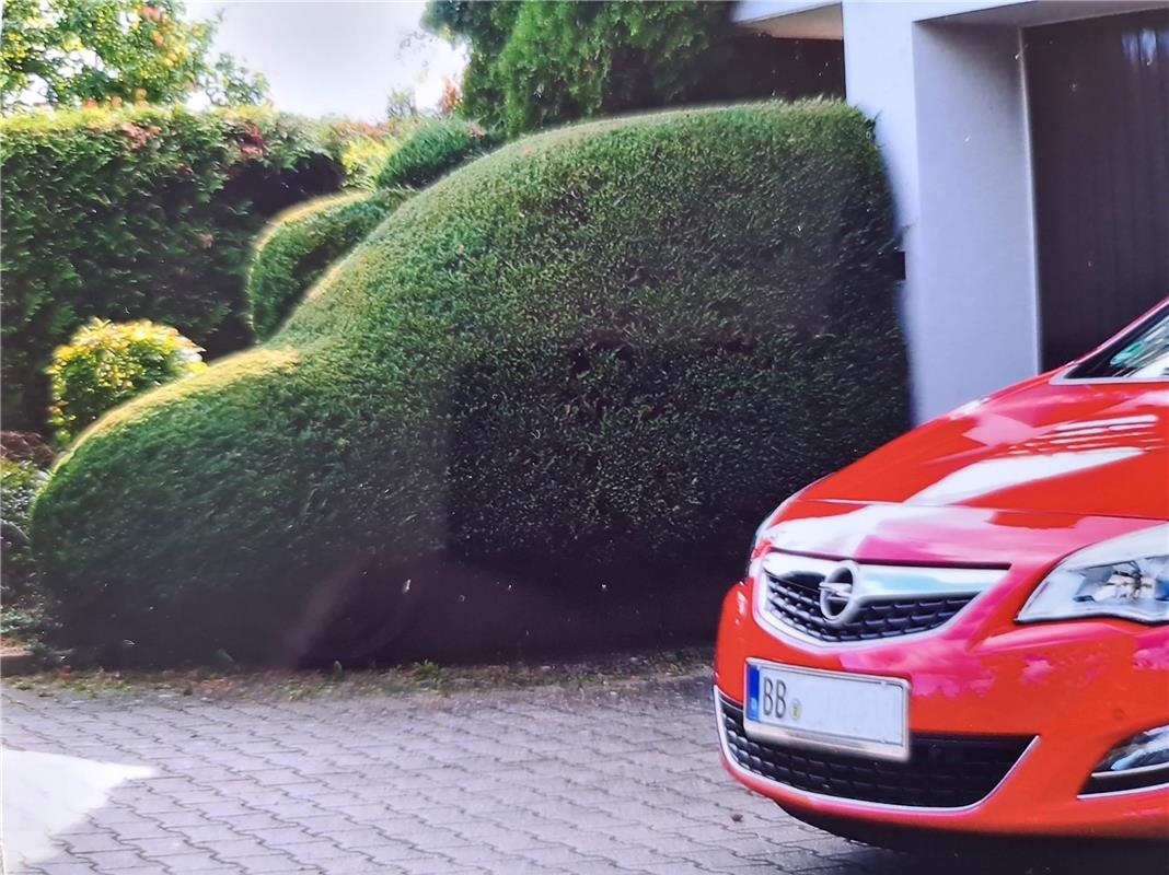 Hecke in Autoform: Günter Spannagl aus Herrenberg hat dieses Foto hochgeladen. 