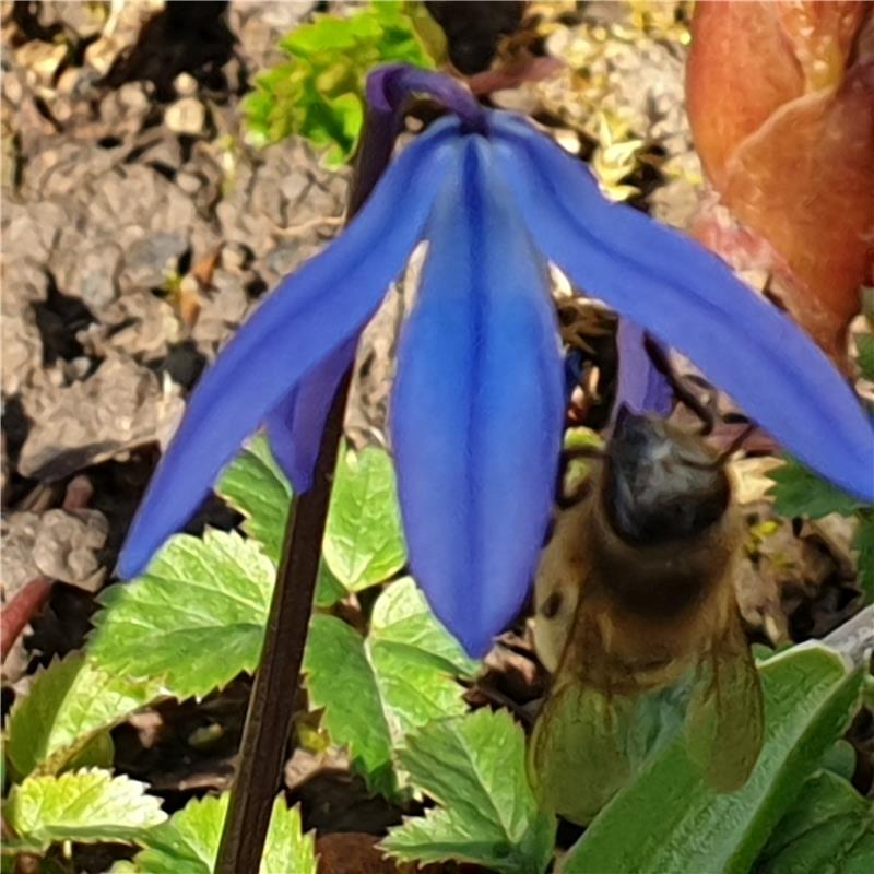Heike Vötsch aus Herrenberg schickt aus ihrem Garten diese hungrige Biene