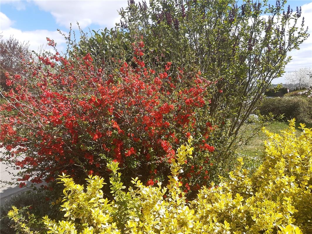 Heike Weisse aus Herrenberg erfreut sich der Blüten bei Kuppingen.