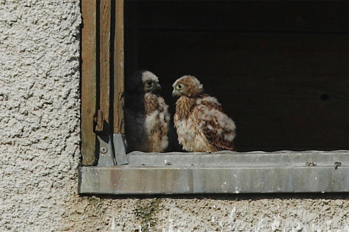 "Heit will i amol fliega, s'isch so scheh sonnig!" "Moinsch wirklich? Des isch d...