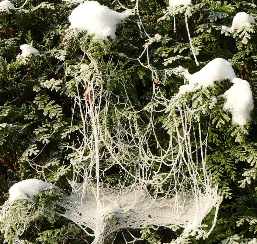 Hemmelbed aus Spennaweb (Himmelbett aus Spinnweben).  Von Walter Bader aus Gärtr...