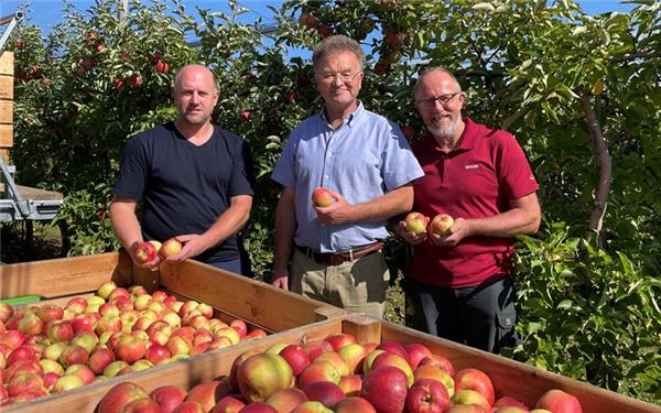 Henning Kempf, Manfred Nuber und Helmut Werner (von links) bei Beginn der Apfelernte: „Keine optimalen Bedingungen.“ GB-Foto: Kalus
