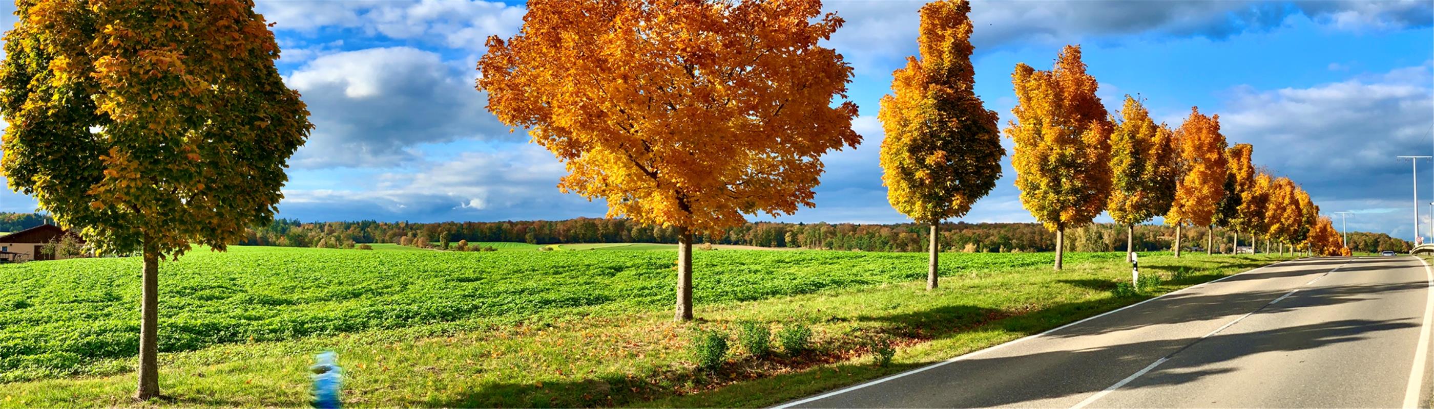 Herbst-Allee zwischen Sindlingen und Haslach, eingefangen von Minja Rollinson au...