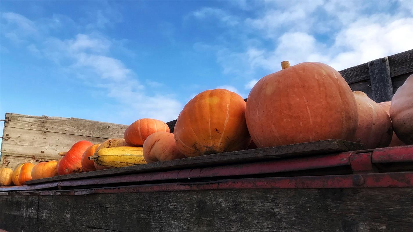 Herbst. Kürbiszeit. Anja Schnotz aus Gäufelden griff in Bondorf zur Kamera. 