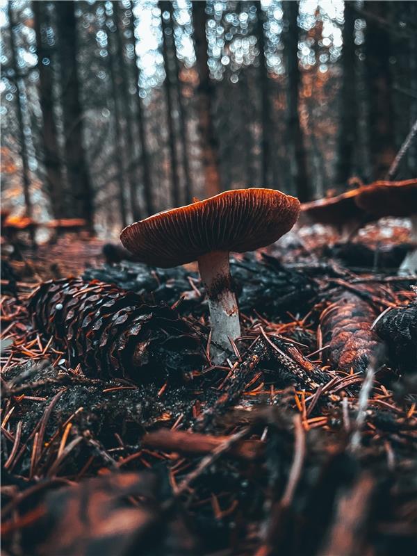 Herbst im Mötzinger Wald. Von Natalie Hujber aus Mötzingen. 