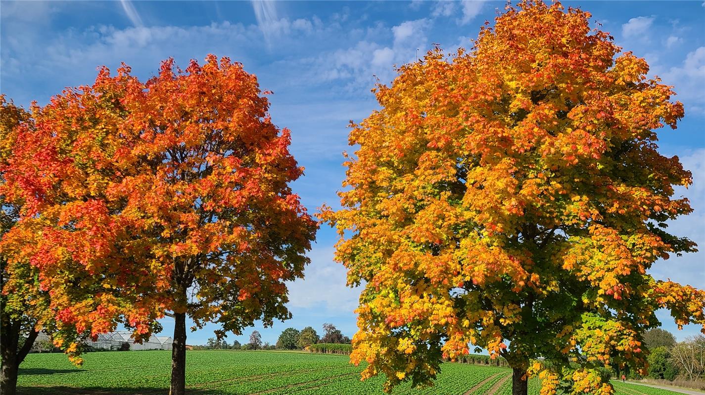 Herbst in voller Entfaltung.  Von Hilde Steinmaier aus Gäufelden.