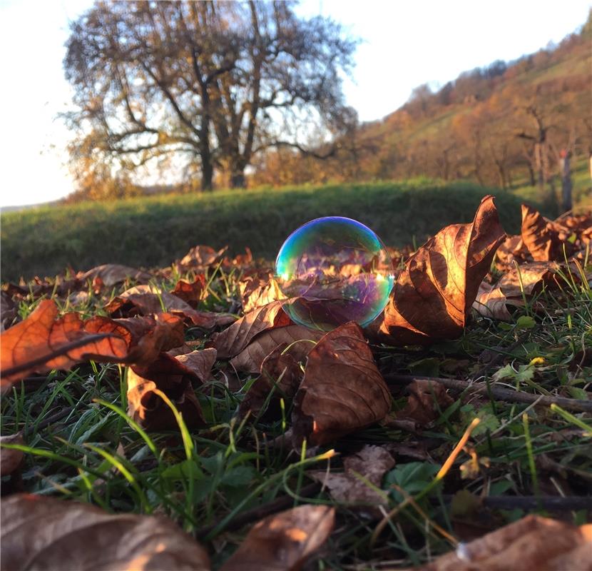 Herbstlaub mit besonderem Farbtupfer. Die Seifenblase wollte wohl die Abendsonne...