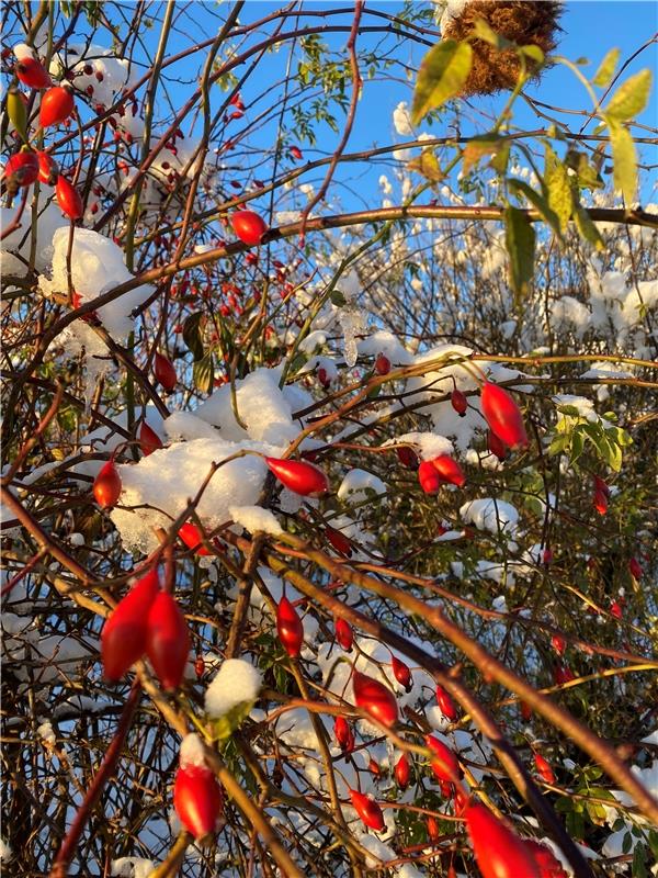 Herbstliche Farbenpracht! Von Carmen Nüßle aus Herrenberg.