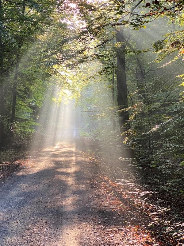 Herbstliche Impressionen aus dem Schönbuch erfreuten Heiko Mehnert aus Jettingen...