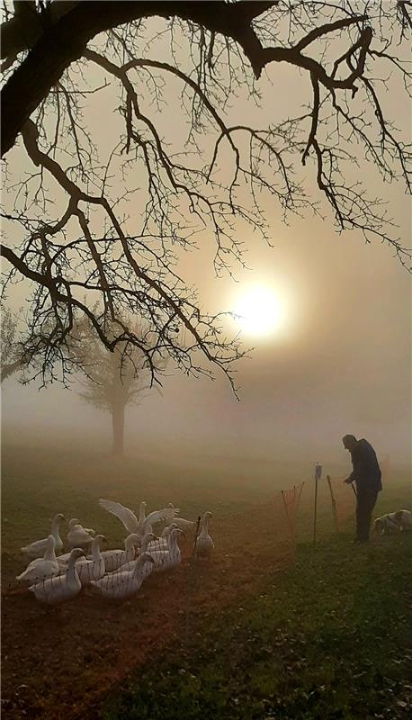 Herbstliches Gänsegeschnatter und die mit dem Nebel kämpfende Sonne am Egelsee i...