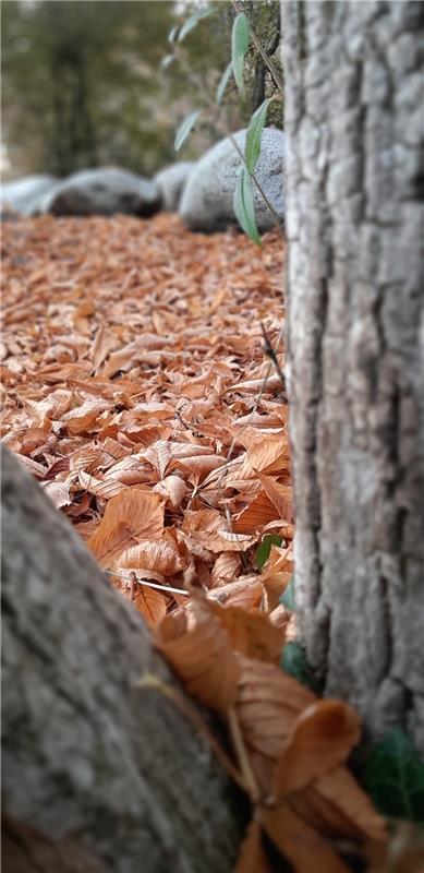 Herbstliches Motiv am Schulzentrum Längenholz, ein wenig geheimnisvoll in Szene ...