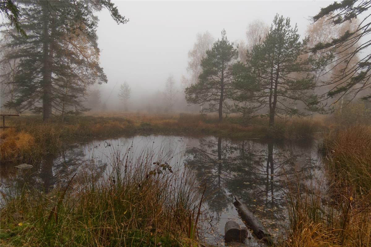 Herbstnebel am Birkensee im Schönbuch. Torsten Schmidt aus Ehningen reichte dies...