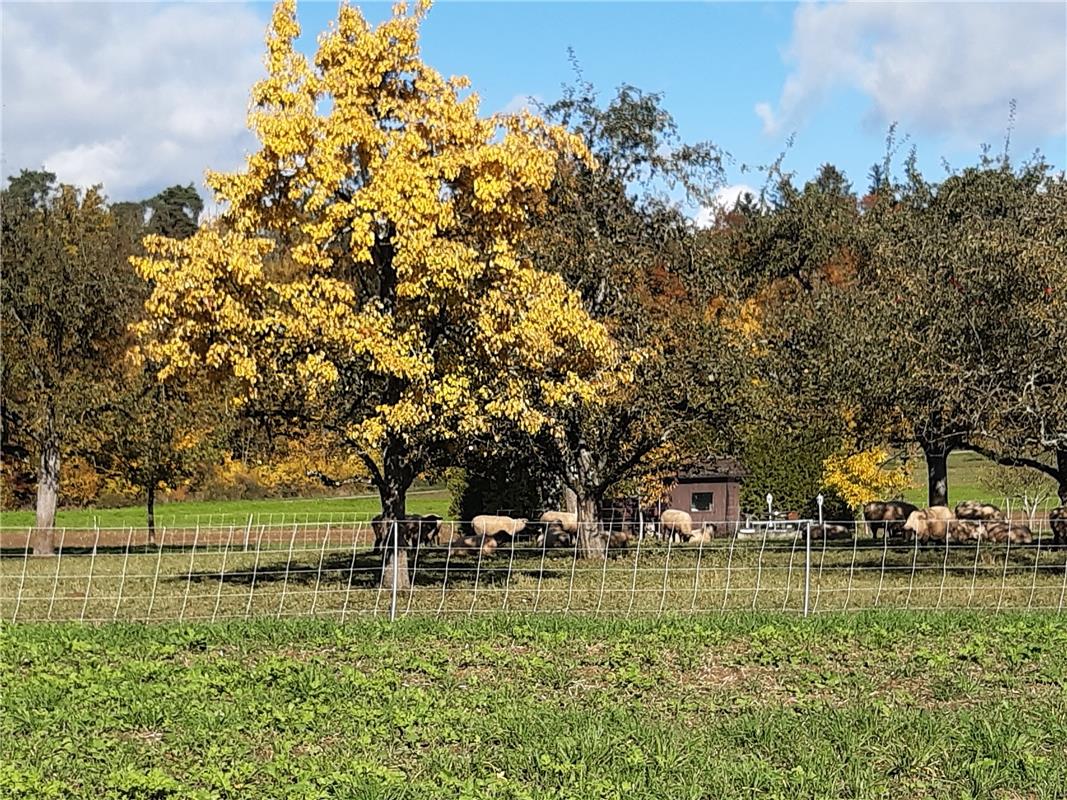 Herbstschafe hat Maria Weisse in Oberjesingen gesehen