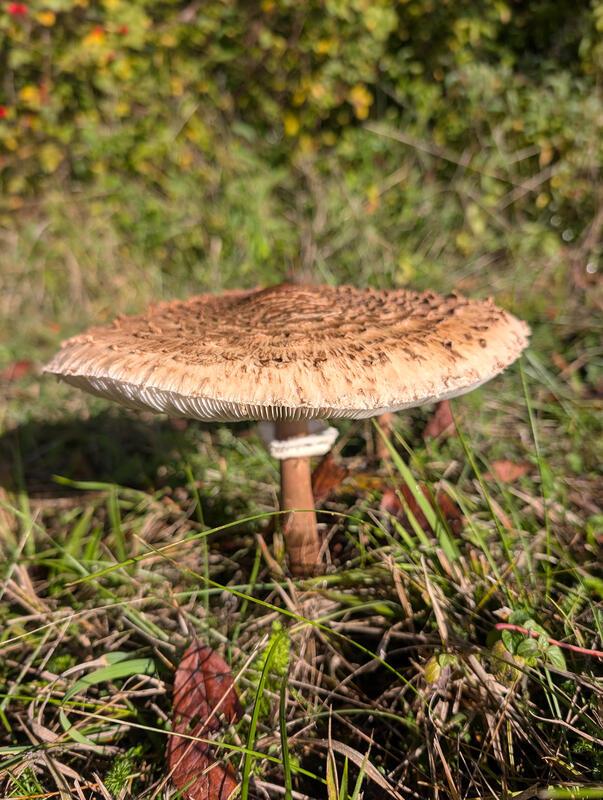 Herbstzeit = Pilzezeit  Von Uli Hafner aus Deckenpfronn.