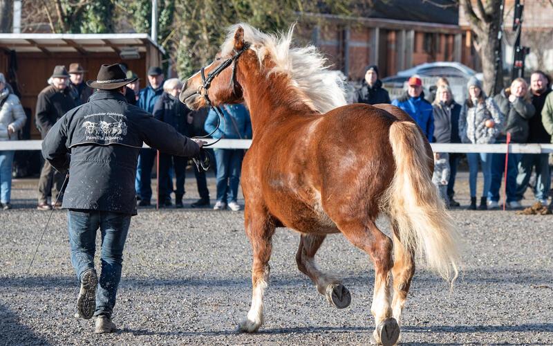 Bilder vom Pferdemarkt und Fasnetstreiben in Herrenberg