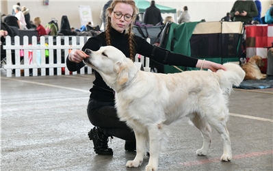 Herrenberg Mehrzweckhalle Golden Retriever Ausstellung / Foto: Holom