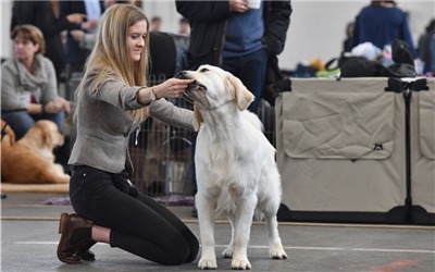 Herrenberg, Mehrzweckhalle, Retriever-Rassehundeausstellung, Anna Stracke mit Dutch Consolidation Birdwatcher namens Oscar, GB-Foto: Vecsey
