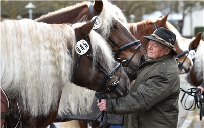Herrenberg, Reitplatz, Pferdemarkt, GB-Foto: Vecsey