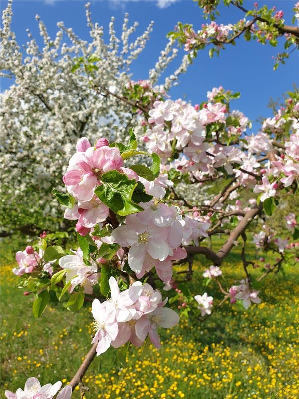 "Herrliche Apfelblüte in Kayh", sagt Ulrike Hätinger zu ihrem Leserschnappschuss...