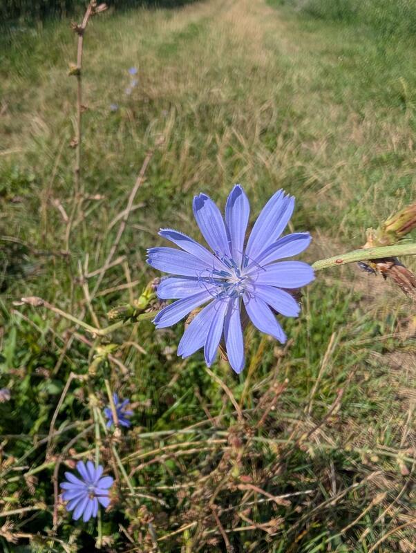 Heublumenblüte trotzt sommerlicher Trockenheit. Von Uli Hafner aus Deckenpfronn.