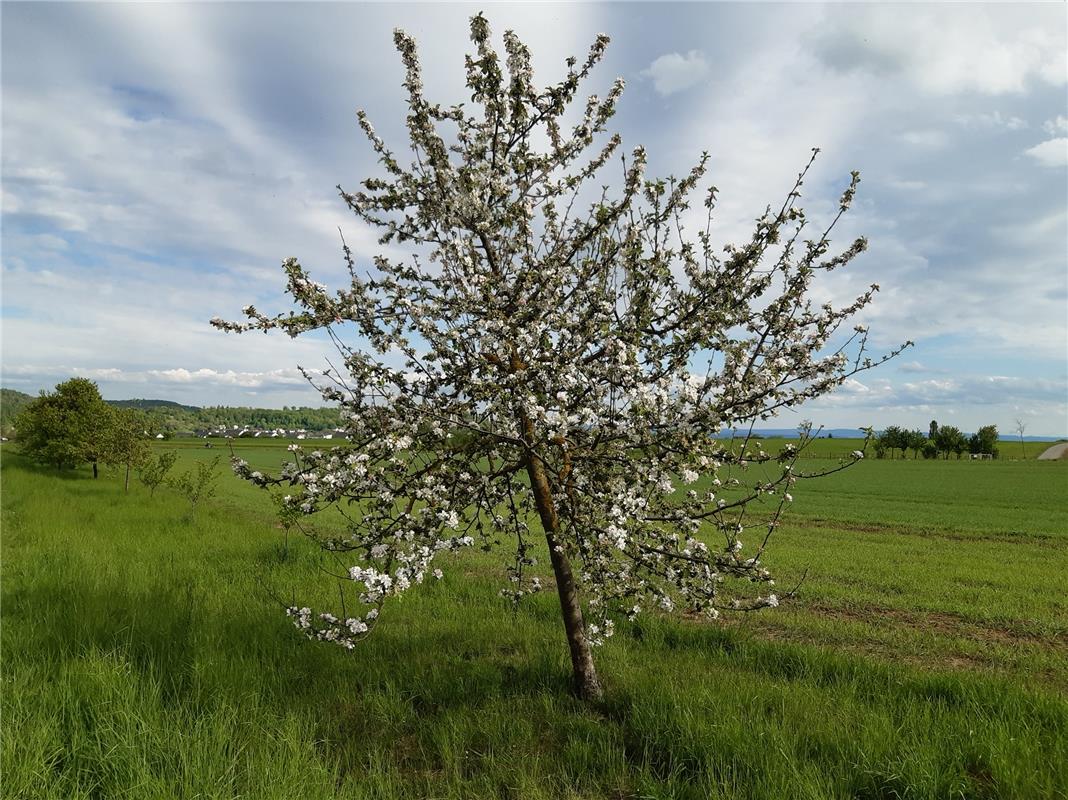 "Heute beim Spaziergang habe ich diesen wunderbaren Baum entdeckt", erzählt Heik...