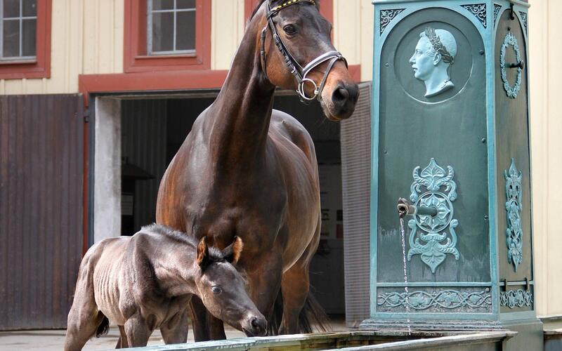 Hier dreht sich alles um Pferde.GB-Foto: Landgestüt Marbach/Claudia Gille