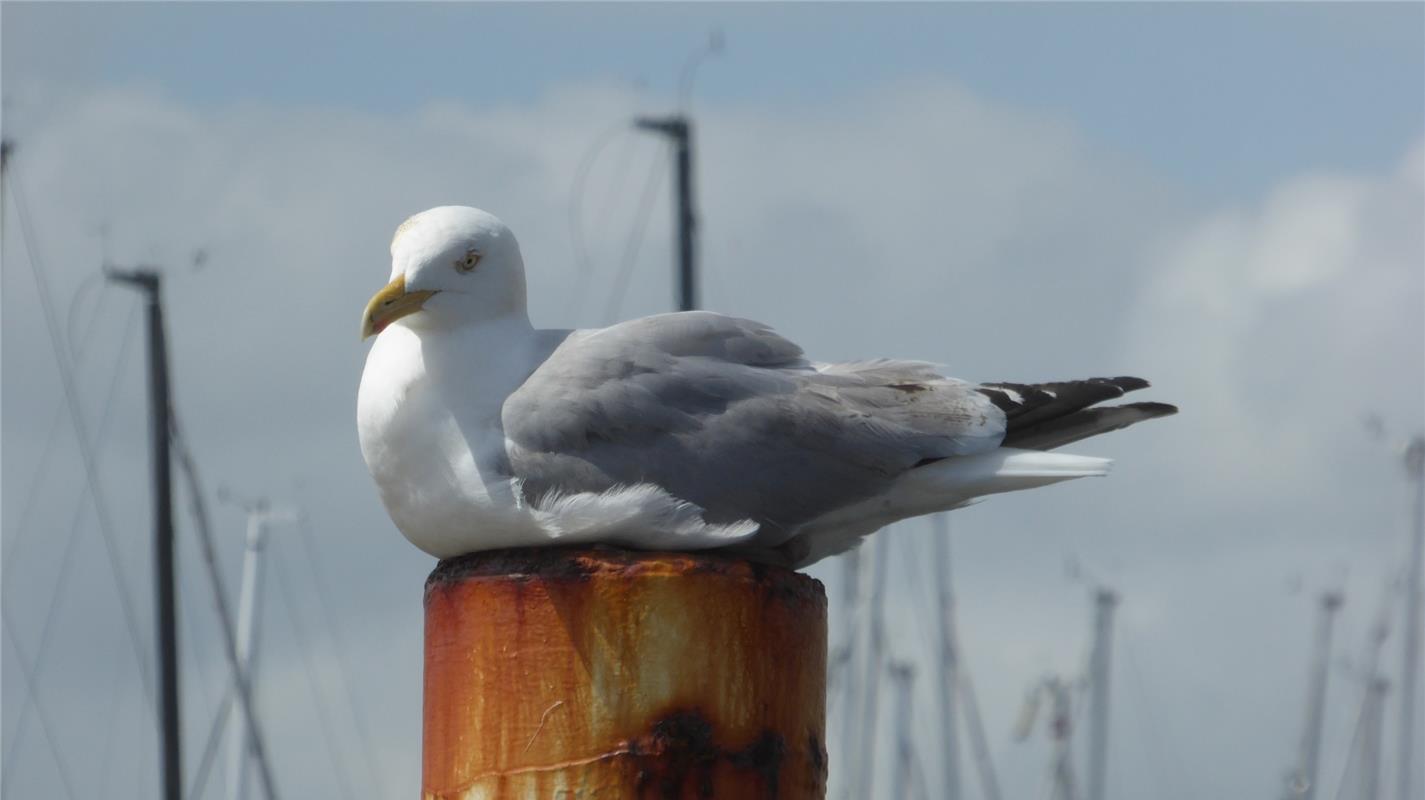 Hier sitze ich und passe auf! Gesehen am Strande an der Kieler Förde von Hans-Jo...