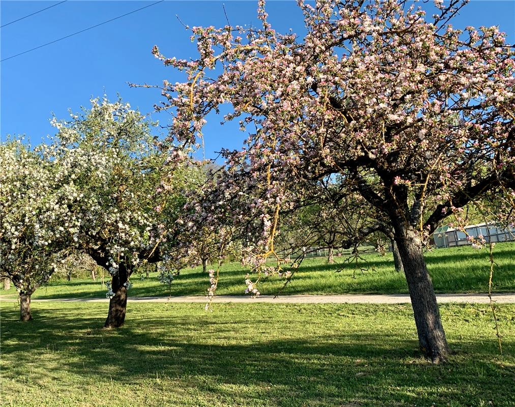 Hilde Wieland aus Gärtringen sagt zu diesem Foto: „Schneeweißchen und Rosarot"